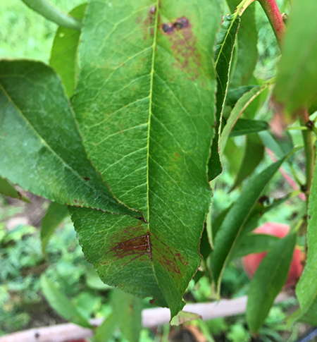 Peach leaf rub